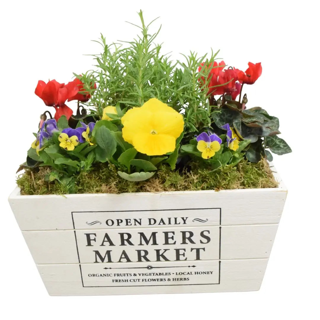 Seasonal Farmers Market White Wooden Trough with Mixed Plants – Moss Finish Planter Plants By Post