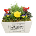 Seasonal Farmers Market White Wooden Trough with Mixed Plants – Moss Finish Planter Plants By Post
