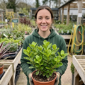 Griselinia Littoralis 'New Zealand Broadleaf' Evergreen Hedging 2L Pot The Rose Press Garden