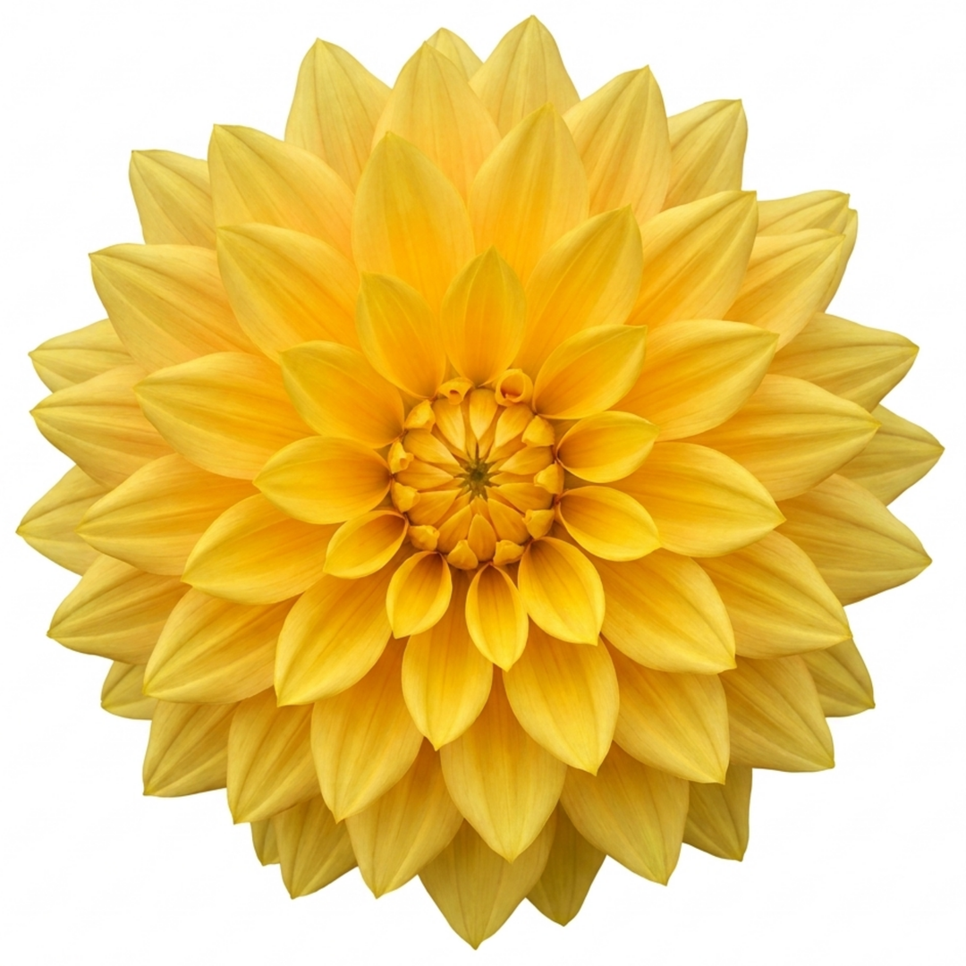 Dahlia Maggiore Yellow 3L  Golden Yellow Dahlia