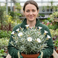 Convolvulus Cneorum Silver Bush Hardy Evergreen Shrub Plant 17cm Pot 2L Plants By Post