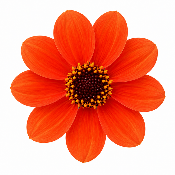Dahlia Dahlegria Orange 3L  Bright Orange Dahlia