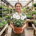Lavatera Barnsley Baby Hardy Flowering Shrub Plant 17cm Pot 2L Plants By Post