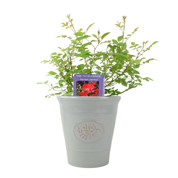 Rose ‘Time to Celebrate’ – Patio Rose in 3L Pot, Bright Red Blooms for Garden & Gifts Plants By Post