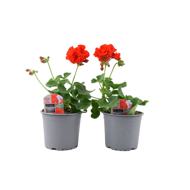Zonal Geranium Upright Mixed Colours – Set of 2 x 1L Potted Plants Plants By Post