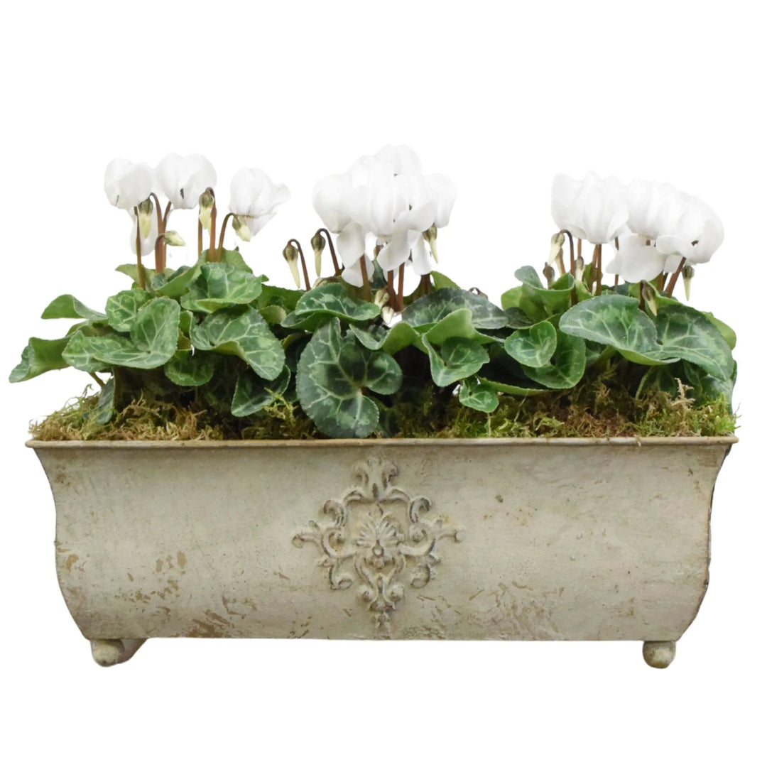 Traditional Metal Trough with Seasonal Cyclamen – Moss Lining Plants By Post