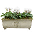 Traditional Metal Trough with Seasonal Cyclamen – Moss Lining Plants By Post