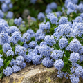 Ceanothus Repens The Rose Press Garden