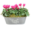 Floral Design Trough with Cyclamen – Wooden Handles & Moss Top Plants By Post