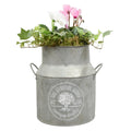 Seasonal Milk Churn with Mixed Plants – Autumn Colour Garden Planter Plants By Post