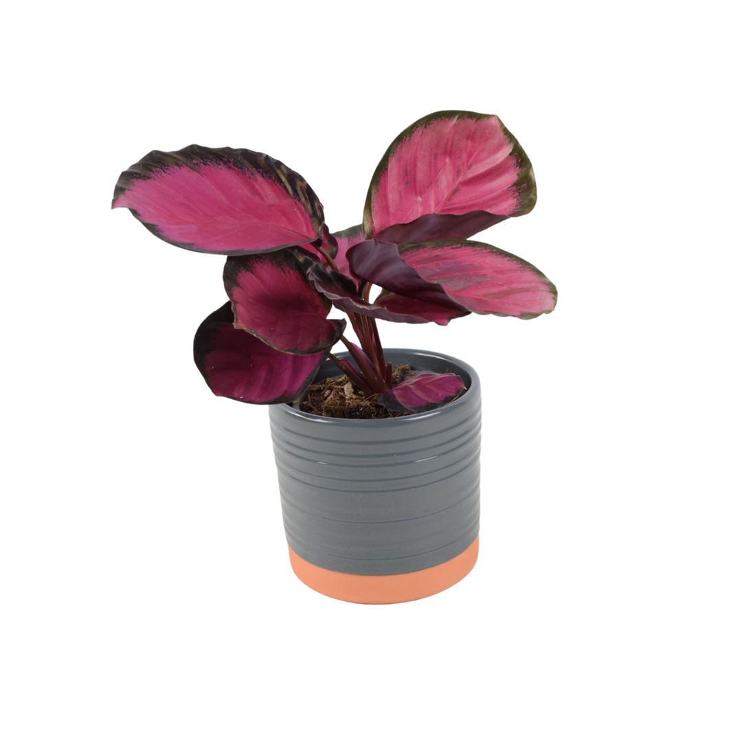 Calathea Roseopicta ‘Rosy’ – Indoor Prayer Plant with Stunning Pink Leaves (12cm Pot) Plants By Post