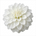 Dahlia Maggiore White 3L Pure White Dahlia