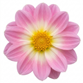 Dahlia Dahlegria Tricolour 3L Red & White Dahlia