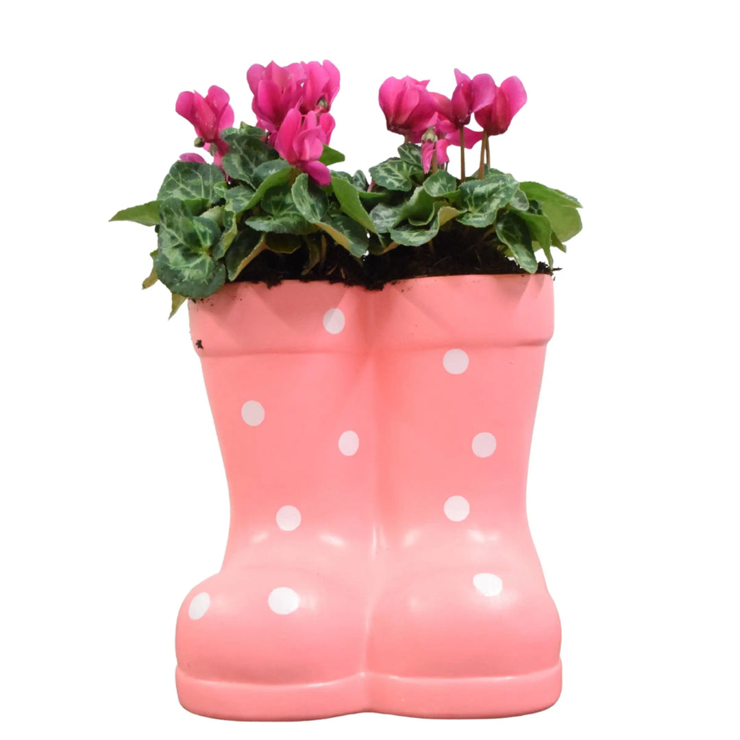 Pink Ceramic Polka Dot Wellies with Seasonal Cyclamen – Moss Finish Plants By Post