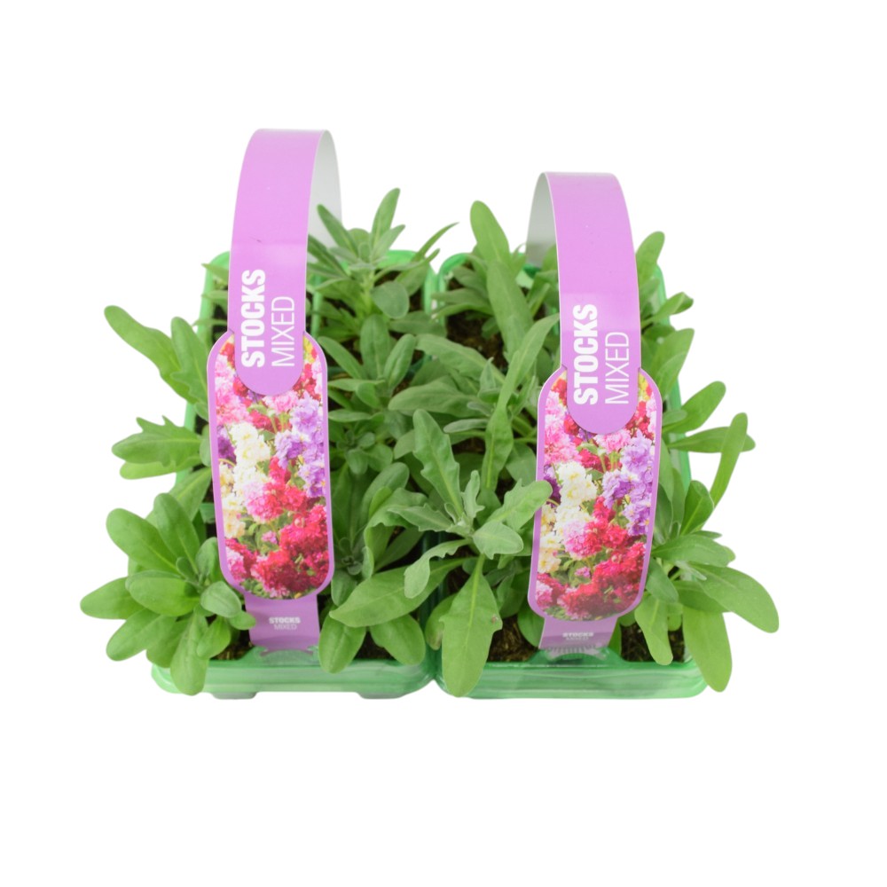 Stocks Mixed 6 Pack x 2 - 12 Plants Colourful Summer Blooms plants by post