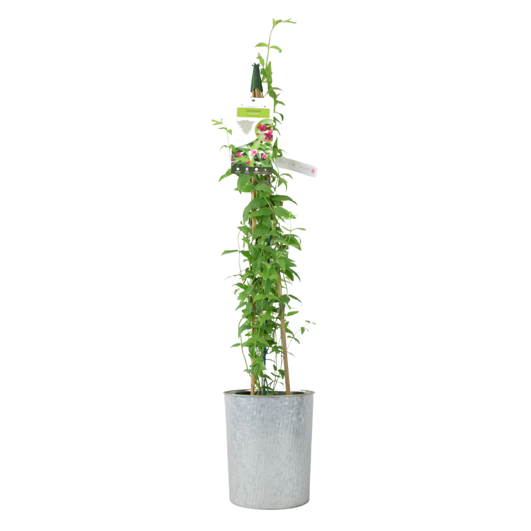 Jasminum Officinale – 3 L Pot – Fragrant White cluster Climbing Jasmine (Copy) plants by post