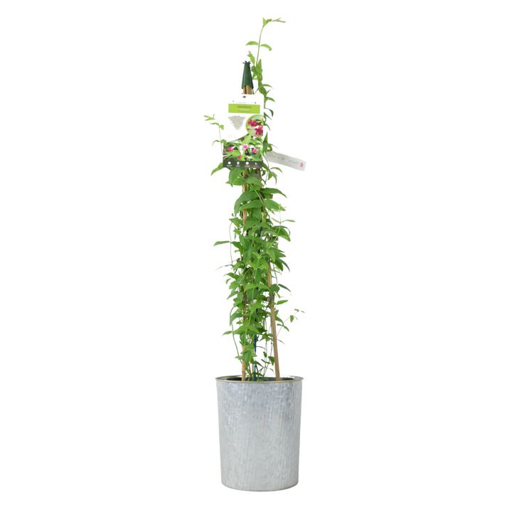 Jasminum Officinale – 3 L Pot – Fragrant White cluster Climbing Jasmine (Copy) plants by post