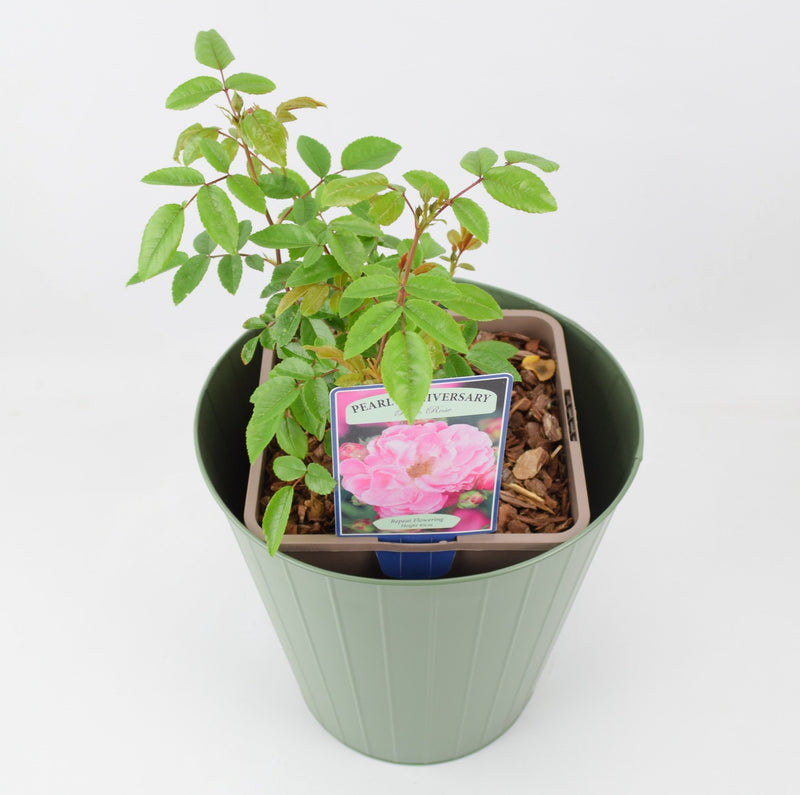Rose Pearl Anniversary Bush 5.5L