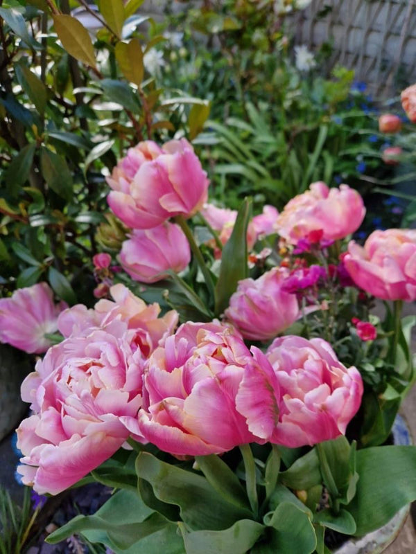 Tulip 'Pink Star' (15 Bulbs) Plants By Post