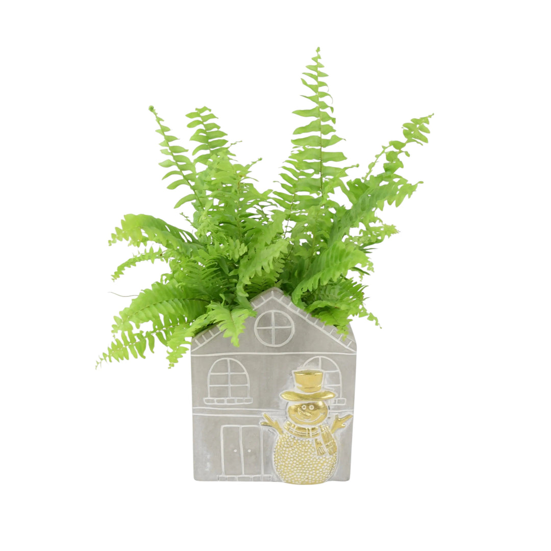 Boston Fern in Snowman Pot | Air-Purifying Houseplant Gift Unbranded