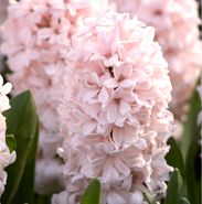 Hyacinth China Pink (10 Bulbs) The Rose Press Garden