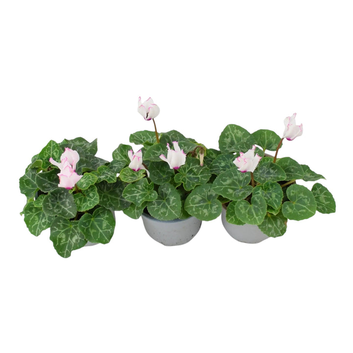 Cyclamen Victoria 9cm Potted Plants x 3 | Autumn Flowering Plants plants by post