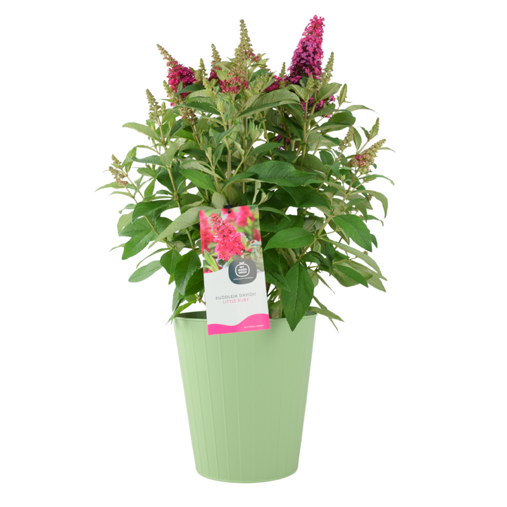 Butterfly Bush Little Ruby – 5L Pot – Compact Buddleja for Pollinator Gardens Plants By Post