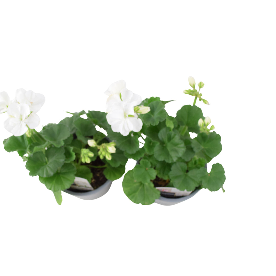 Zonal Geranium Upright Mixed Colours – Set of 2 x 1L Potted Plants Plants By Post