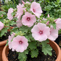Lavatera Barnsley Baby Hardy Flowering Shrub Plant 17cm Pot 2L Plants By Post