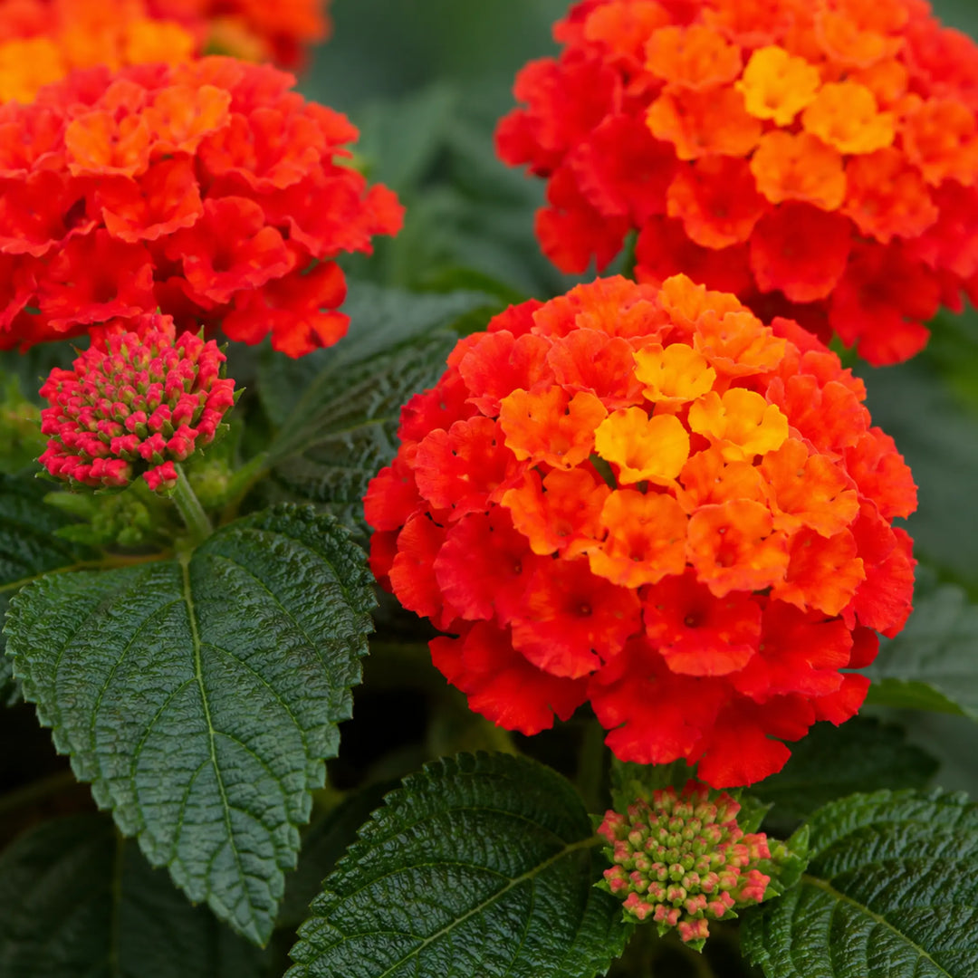 Lantana Bandolista Chilli Summer Flowering Plant 2L Pot The Rose Press Garden