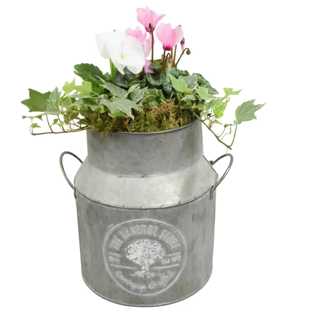 Seasonal Milk Churn with Mixed Plants – Autumn Colour Garden Planter Plants By Post