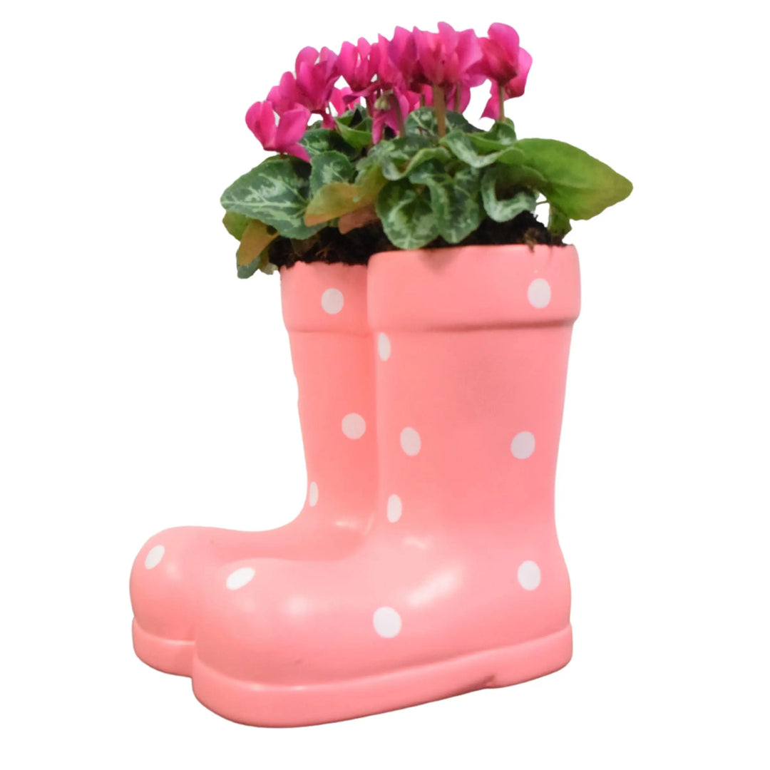 Pink Ceramic Polka Dot Wellies with Seasonal Cyclamen – Moss Finish Plants By Post