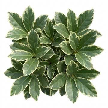 Ligustrum japonicum 'Argenteum' Silver Variegated Privet Hedging Plant 2L Pot The Rose Press Garden
