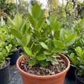 Griselinia Littoralis 'New Zealand Broadleaf' Evergreen Hedging 2L Pot The Rose Press Garden