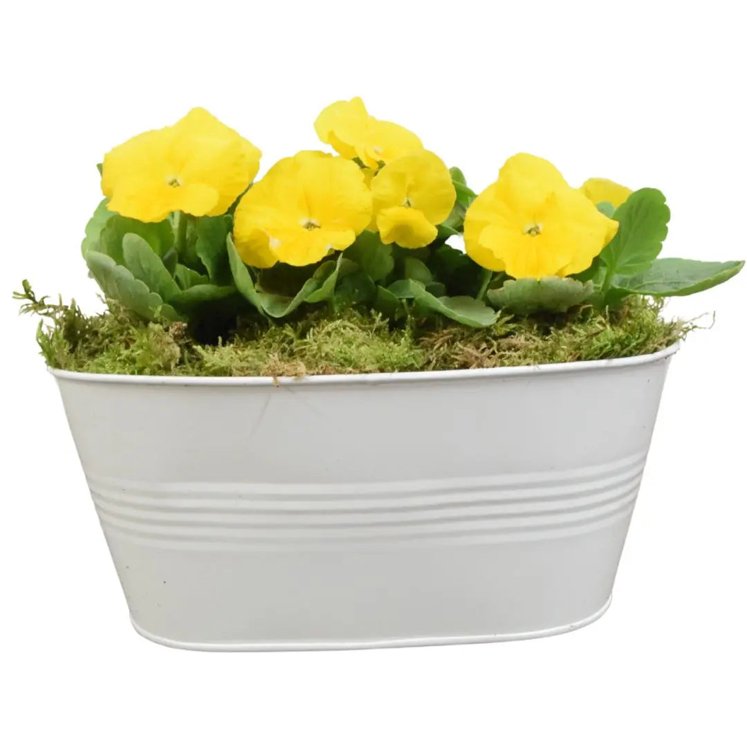 White Metal Trough with Mixed Seasonal Plants – Moss Finish Garden Planter Plants By Post