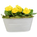 White Metal Trough with Mixed Seasonal Plants – Moss Finish Garden Planter Plants By Post