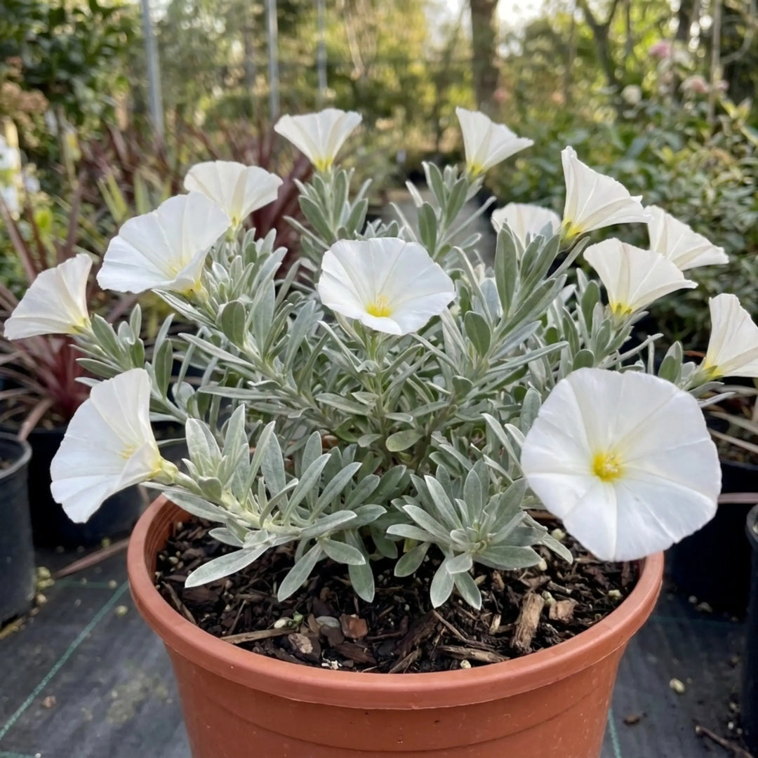 Convolvulus Cneorum Silver Bush Hardy Evergreen Shrub Plant 17cm Pot 2L Plants By Post