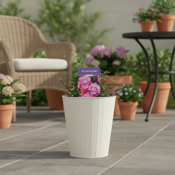 Wedding Bells Plants By Post