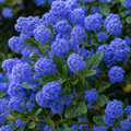 Ceanothus 'Puget Blue' California Lilac Intense Blue Evergreen Shrub 2L Pot The Rose Press Garden
