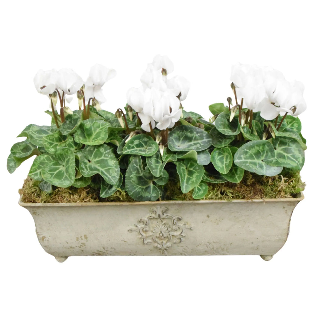 Traditional Metal Trough with Seasonal Cyclamen – Moss Lining Plants By Post