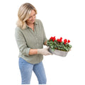 Floral Design Trough with Cyclamen – Wooden Handles & Moss Top Plants By Post