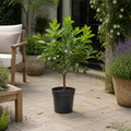5L Lime Tree 80/90cm tall in standard plastic nursery pot
