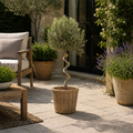 5L Spiral Olive Tree 100/110cm in natural kubu woven basket