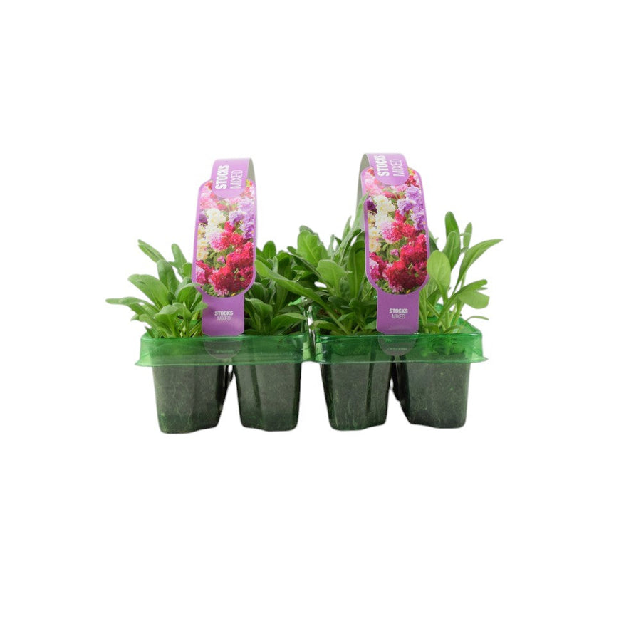 Stocks Mixed 6 Pack x 2 - 12 Plants Colourful Summer Blooms plants by post