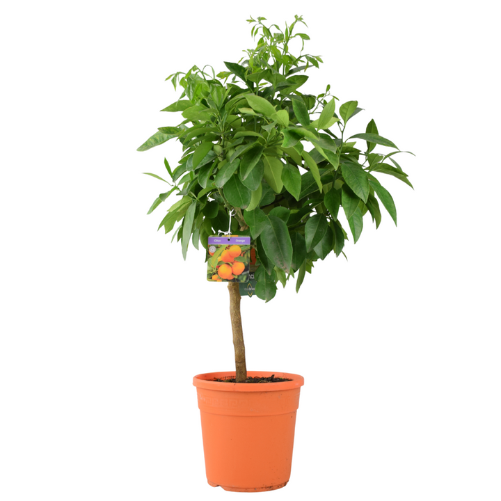 Citrus Orange Tree 5L Pot – Indoor Citrus Plant for Home & Patio Plants By Post
