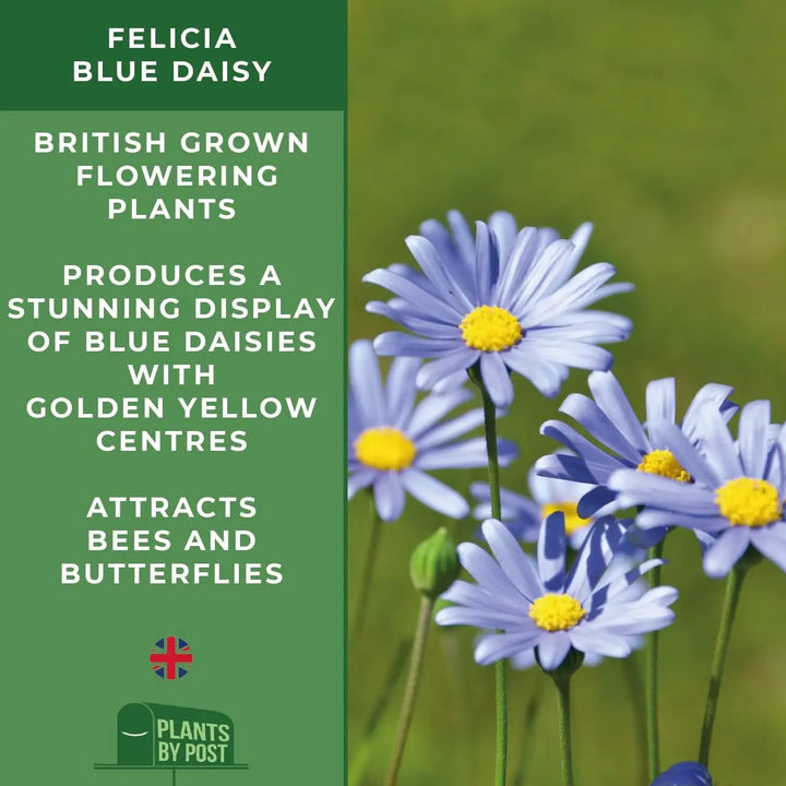 Felicia Blue – 3 Plants in 9cm Recyclable Pots Stunning Blue Daisy-Like Flowers plants by post