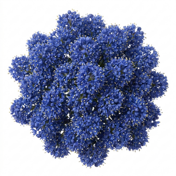 Ceanothus 'Puget Blue' California Lilac Intense Blue Evergreen Shrub 2L Pot The Rose Press Garden