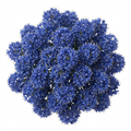 Ceanothus 'Puget Blue' California Lilac Intense Blue Evergreen Shrub 2L Pot The Rose Press Garden