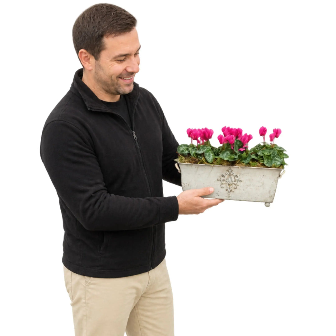 Traditional Metal Trough with Seasonal Cyclamen – Moss Lining Plants By Post