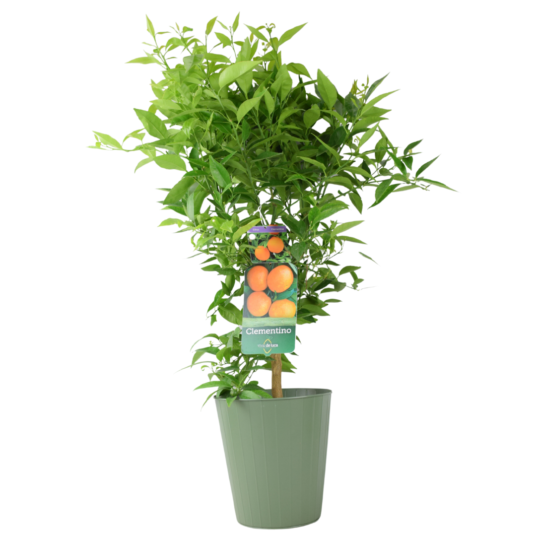 Citrus Clementine Tree – 5L Pot – Fresh Fruiting Indoor & Outdoor Plant Plants By Post